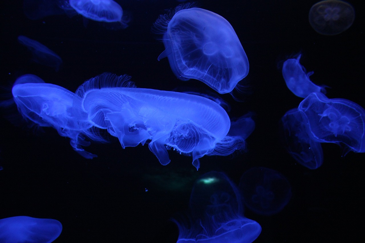 水族馆手绘宣传报 （水族馆手绘宣传报图片）