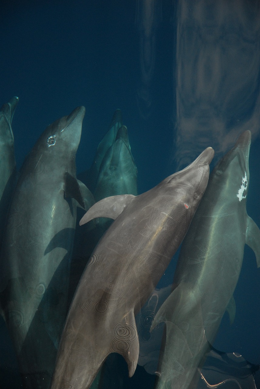 水族馆手绘效果图 （水族馆手绘效果图大全） 水族主题相关 第1张