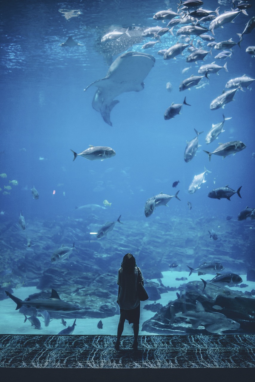 水族馆适合开到哪里 （水族馆适合开到哪里去）