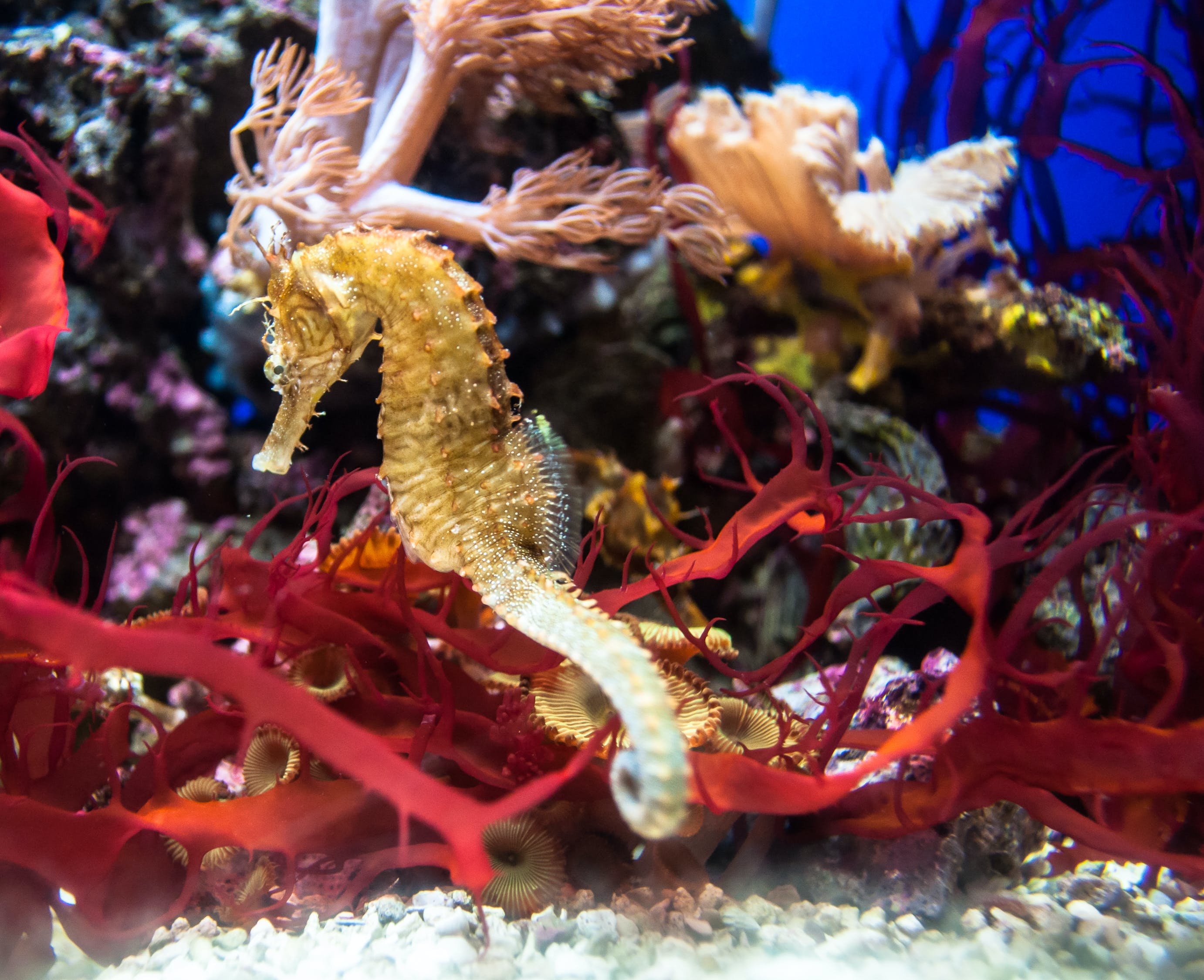 景县鱼好多水族器材门市部 （景县水族馆）