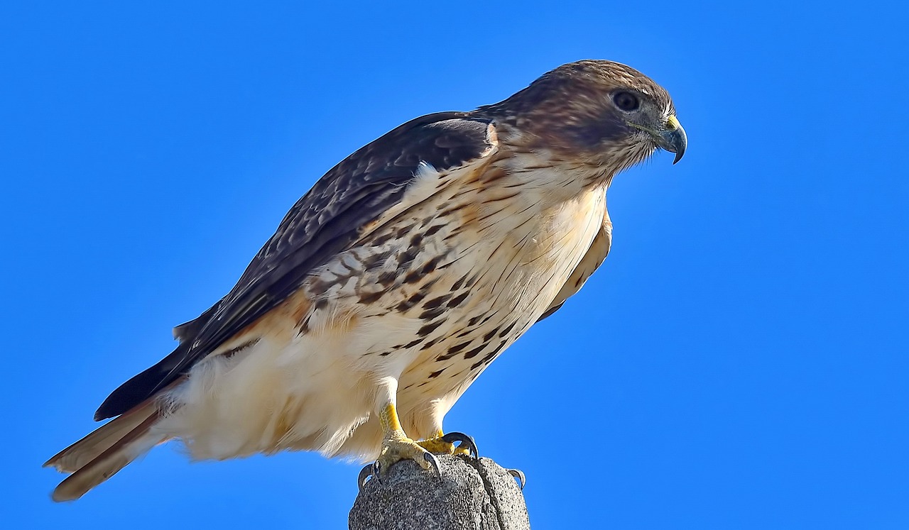 金龙鱼鳍断了能长起来，金龙鱼鳍断了能长起来吗 养鱼知识 第2张