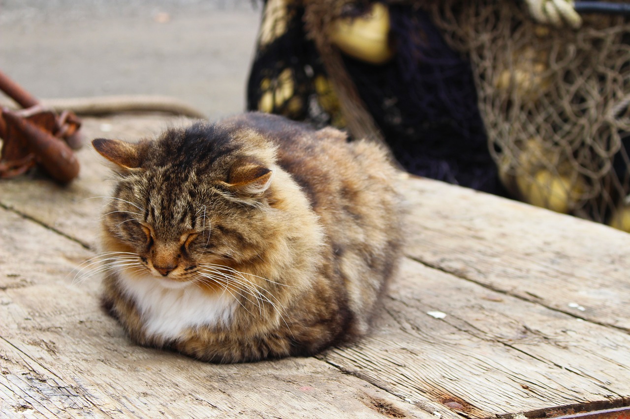 新买的招财猫鱼为什么老是在鱼缸底部躺着（招财猫鱼在鱼缸里侧着不动了是怎么回事，招财鱼在鱼缸底部不动了） 观赏鱼 第2张