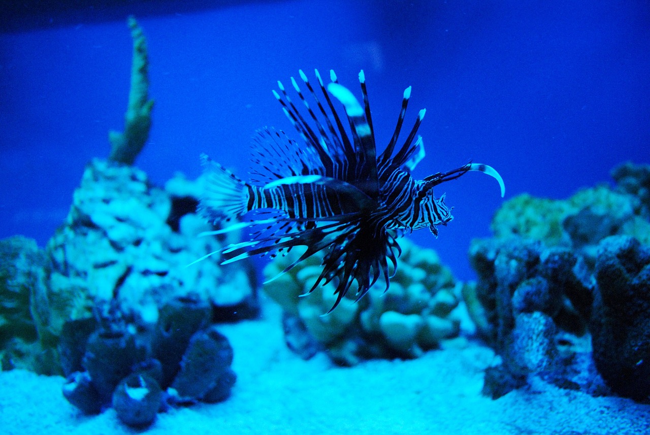 罗庄区沂龙阁水族馆 （罗庄区沂龙阁水族馆电话） 全国水族馆企业名录 第2张