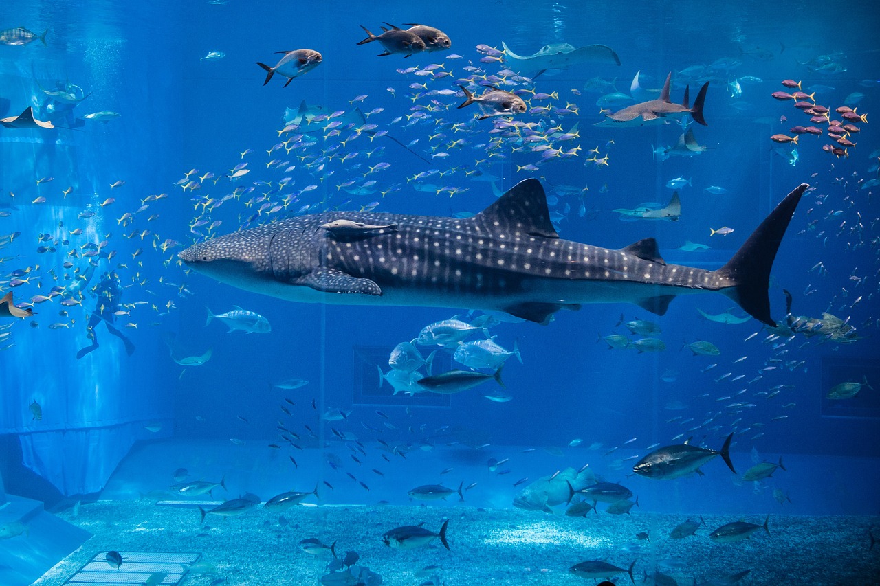 韶关水族批发市场在哪里有卖鱼的地方 （韶关水族批发市场在哪里有卖鱼的地方啊） 观赏鱼水族批发市场 第2张