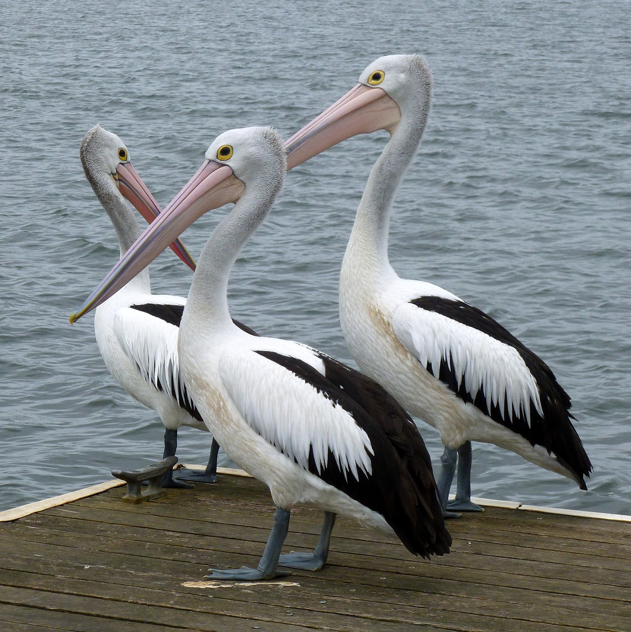 鞍山市经济开发区如意生态水族馆 （鞍山市经济开发区如意生态水族馆电话） 全国水族馆企业名录 第2张