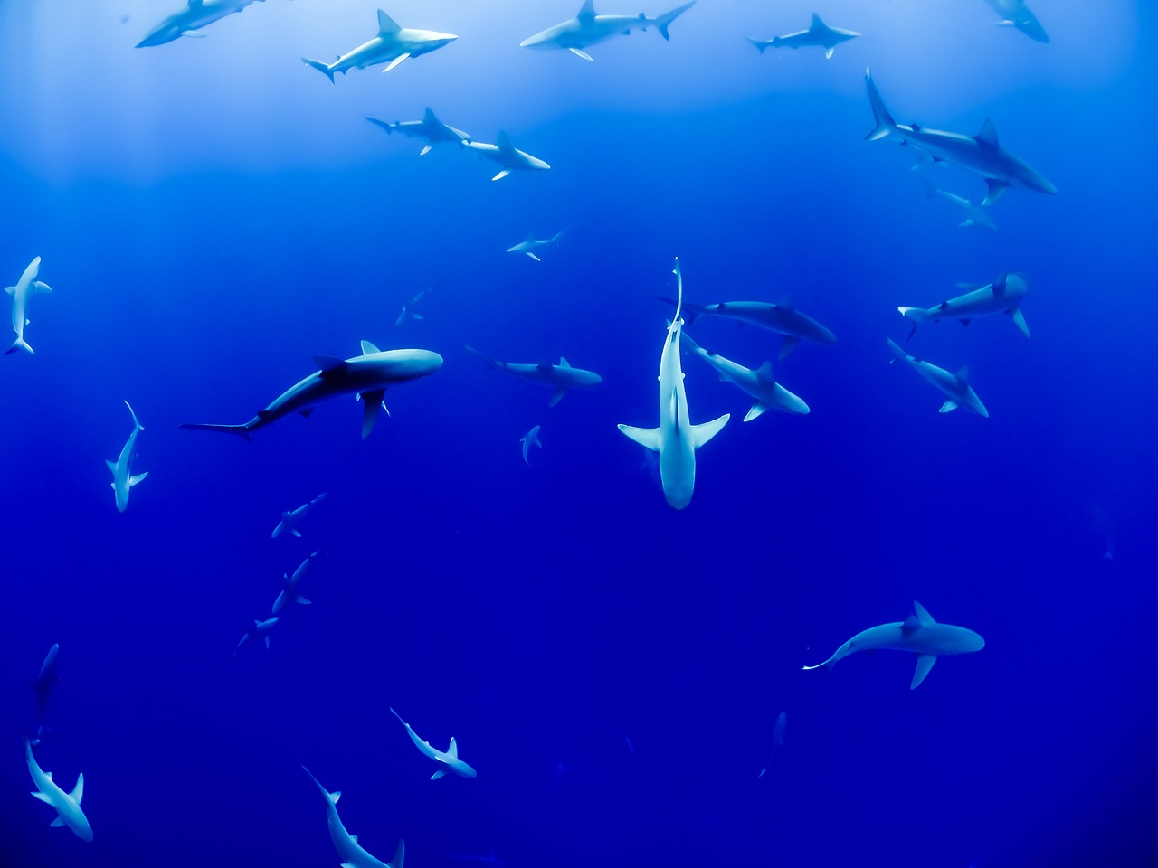 汶上县若溪水族馆 