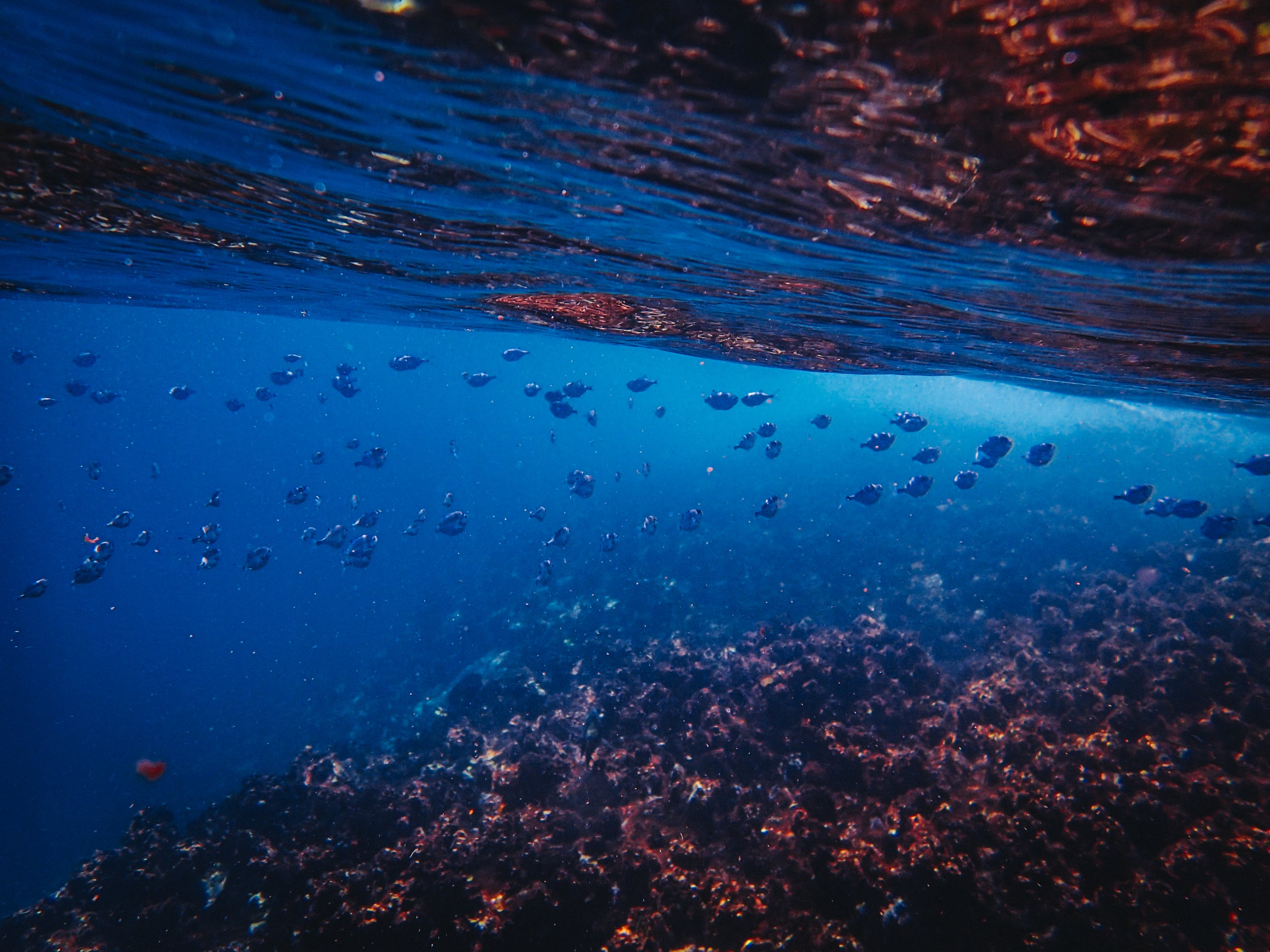 衡阳市石鼓区亮景水族馆 （衡阳市石鼓区亮景水族馆电话） 全国水族馆企业名录 第2张