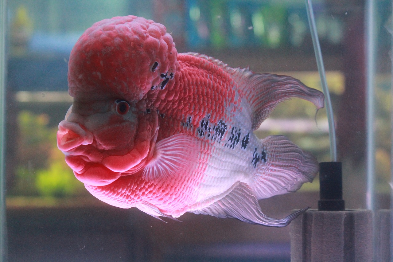 湖州观赏鱼水族馆电话地址 （湖州观赏鱼水族馆电话地址查询） 观赏鱼市场（混养鱼） 第2张