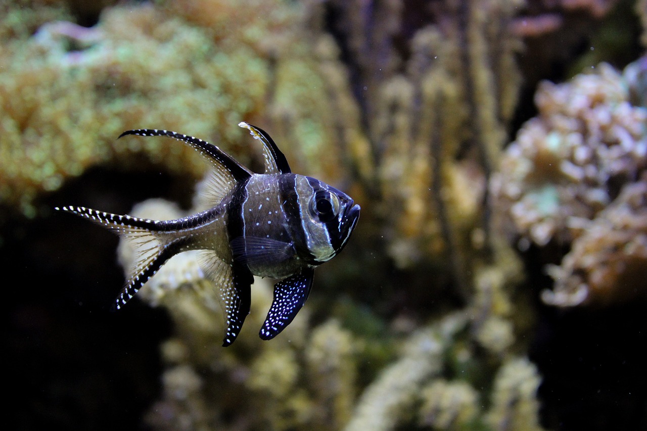 神木市路顺发水族馆  全国水族馆企业名录 第2张