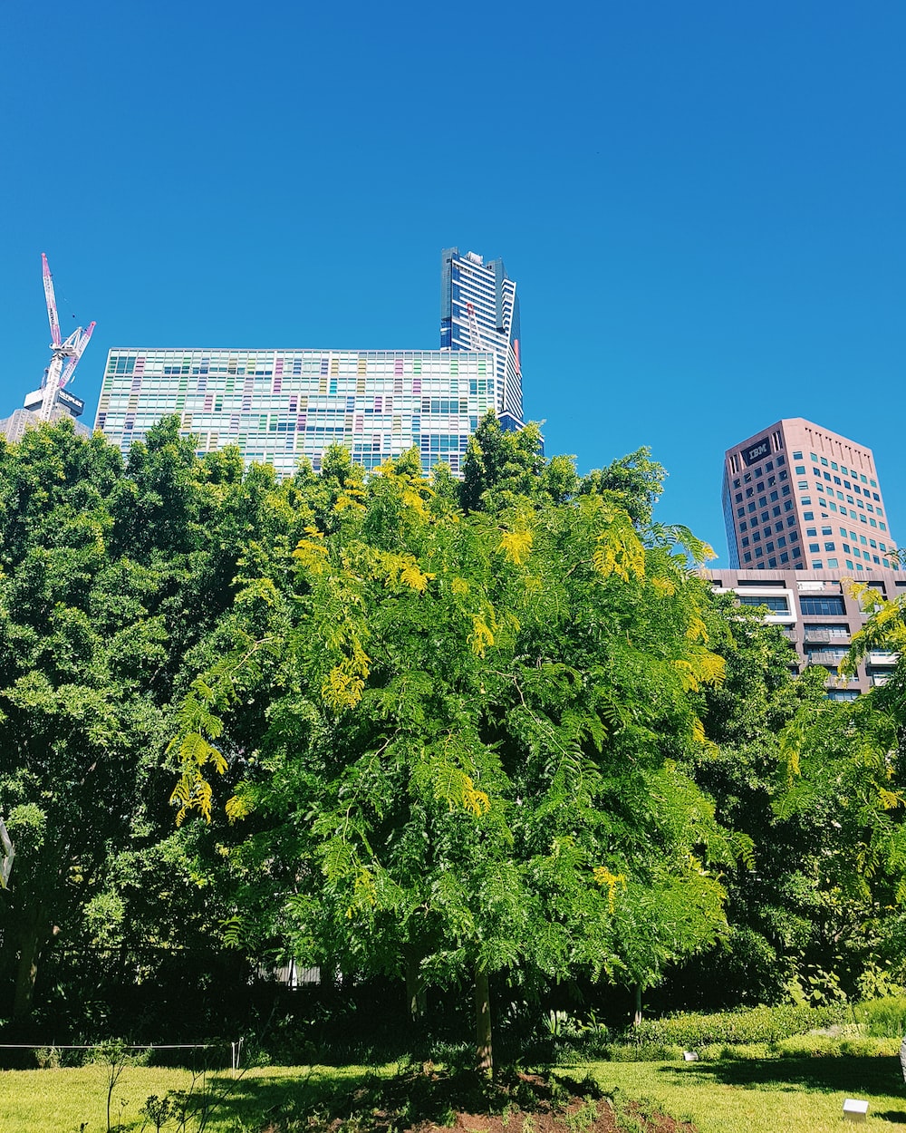 广州绿色植物 （广州绿色植物批发市场在哪里） 广州景观设计 第2张