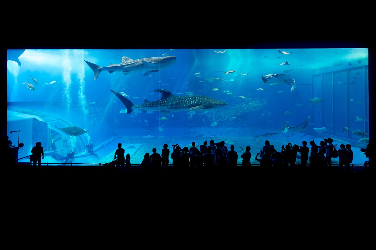 庄河市大可以生态水族馆 （庄河市大可以生态水族馆的地方） 全国水族馆企业名录 第2张