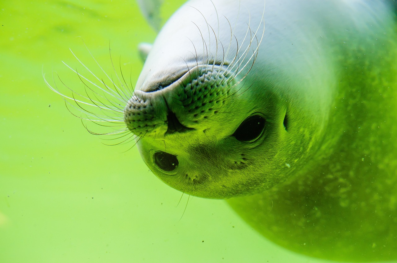 上高县龙游水族馆 （上高县龙游水族馆电话） 全国水族馆企业名录 第2张