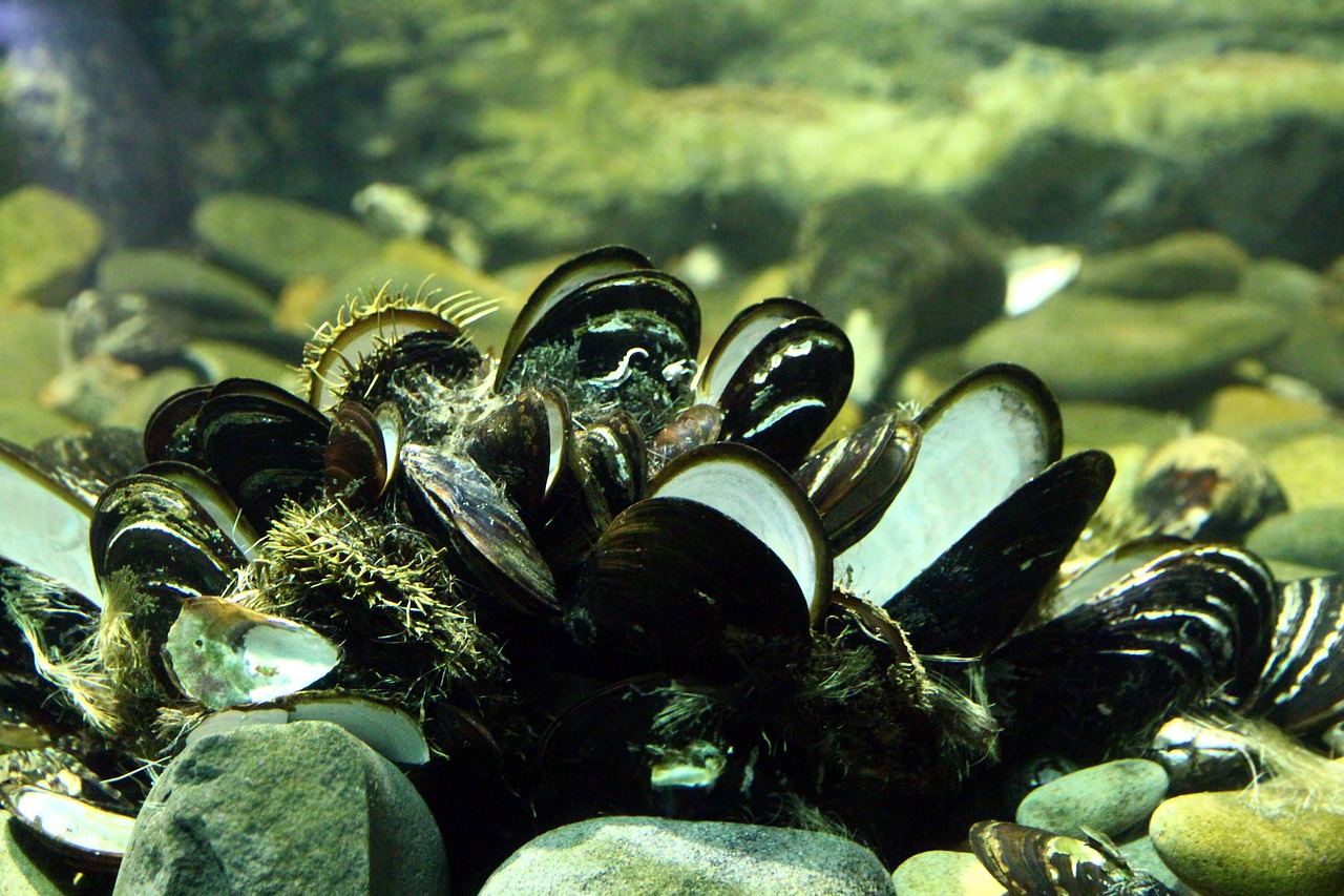 珠海水族批发市场在哪里有卖海鲜的地方  观赏鱼水族批发市场 第1张