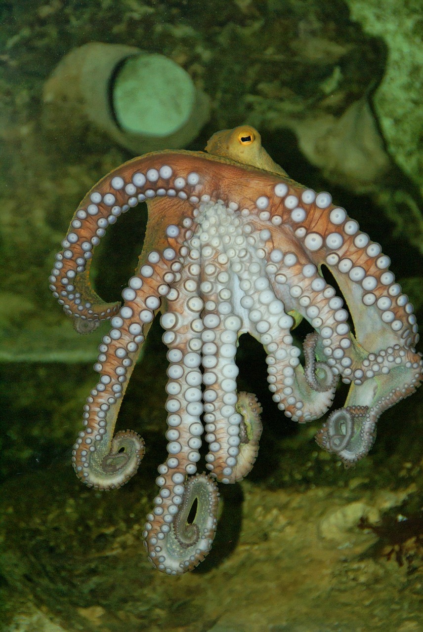 宝鸡市金台区鱼儿欢水族馆 （宝鸡市金台区鱼儿欢水族馆电话号码） 全国水族馆企业名录 第2张