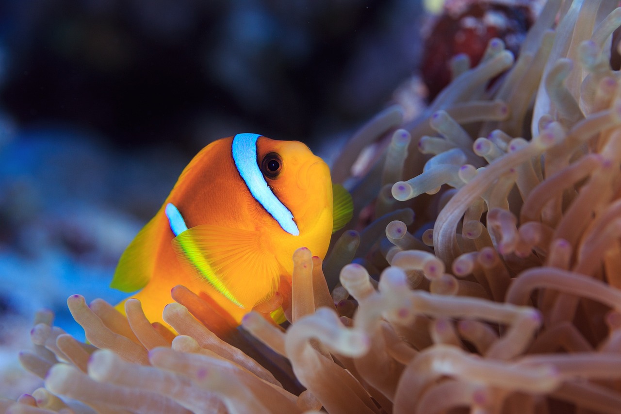 潜山市源潭春风十里水族馆 （潜山市源潭春风十里水族馆电话） 全国水族馆企业名录 第2张