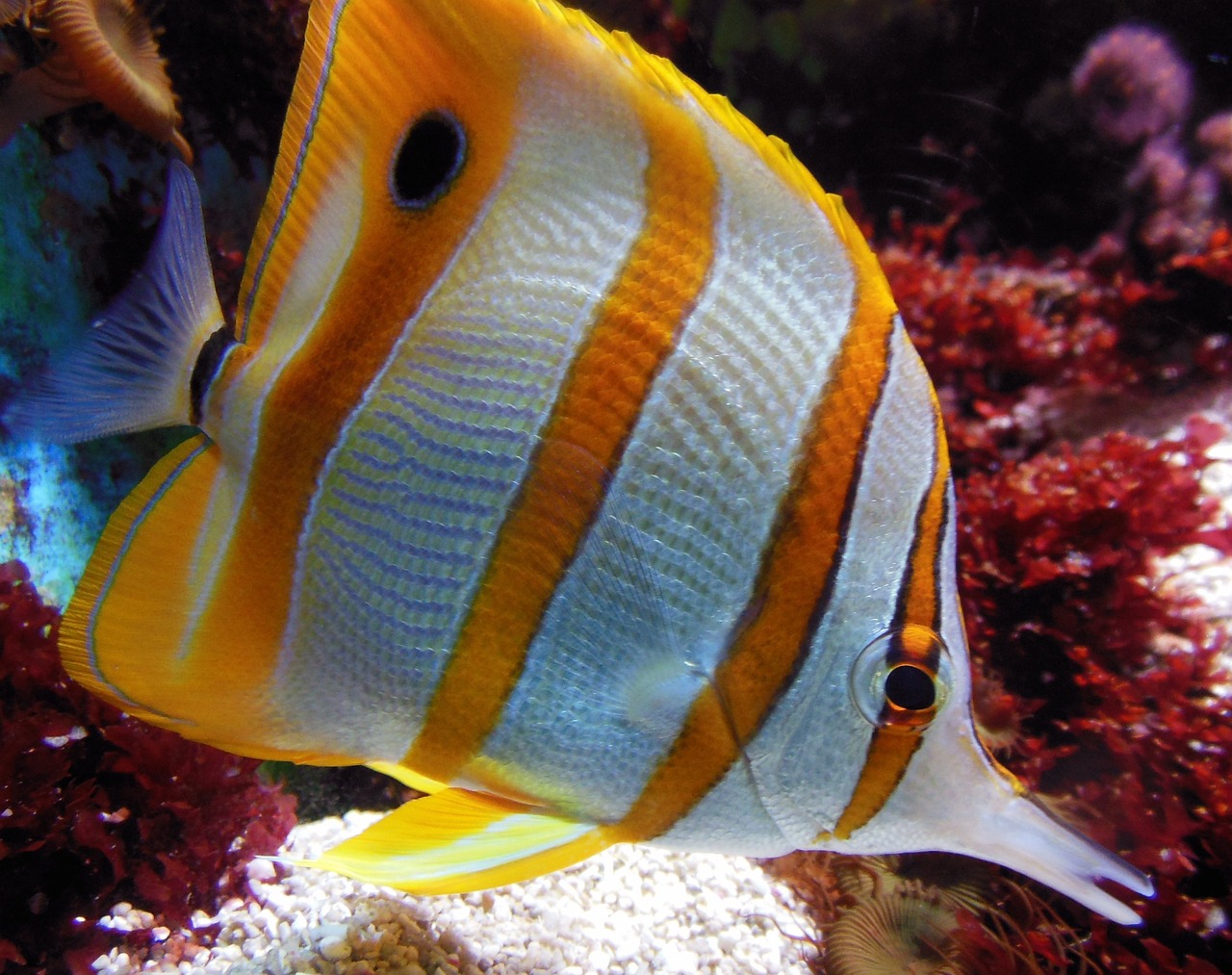 迷你水族馆游戏（迷你水族馆游戏破解版） 鱼缸水泵 第1张