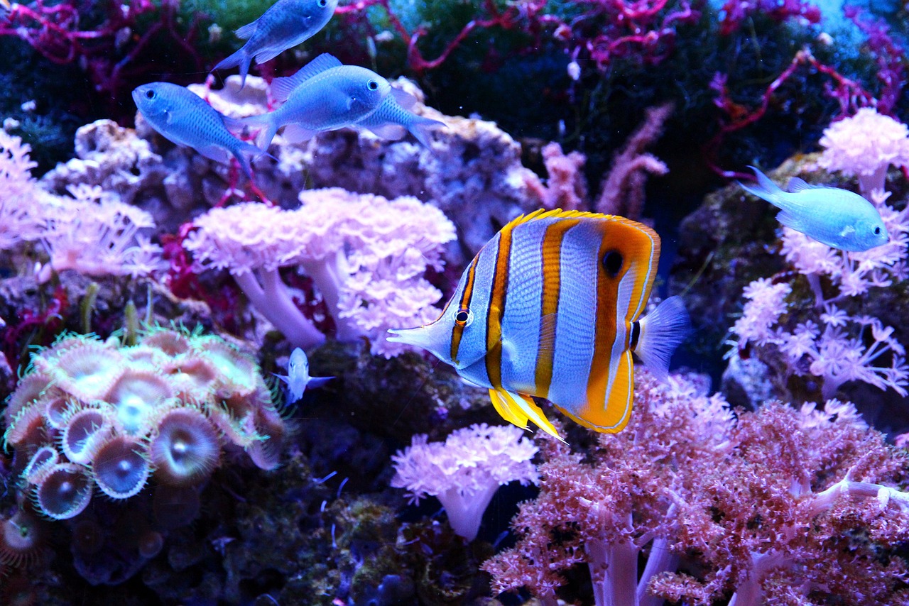 利津县多鱼的鱼水族馆 （利津县多鱼的鱼水族馆在哪） 全国水族馆企业名录 第2张