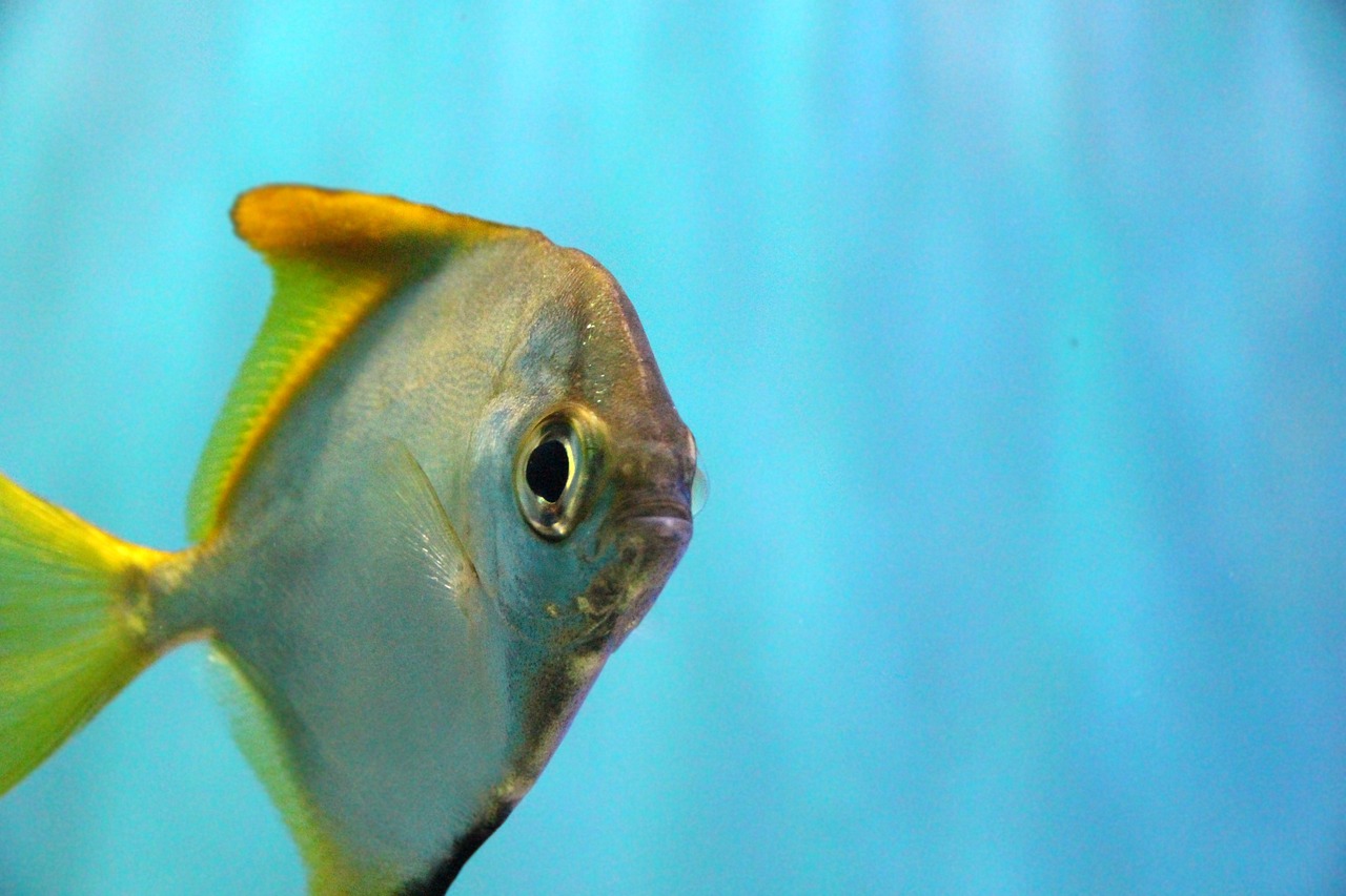 梁平区鸿福水族馆 （梁平区鸿福水族馆地址） 全国水族馆企业名录 第2张