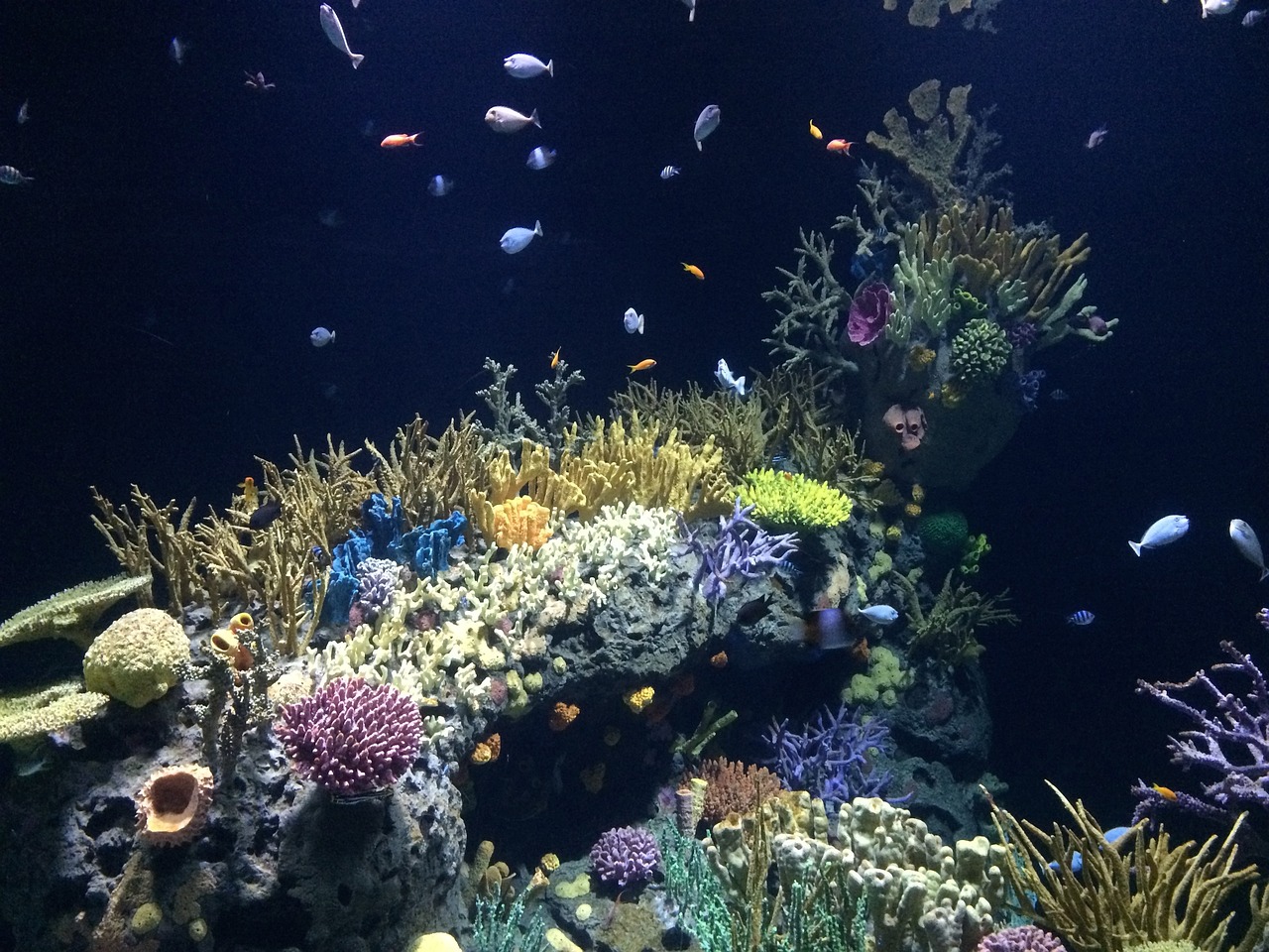 金灶晨海水族馆：探索海洋奇观的绝佳去处 全国水族馆企业名录 第1张