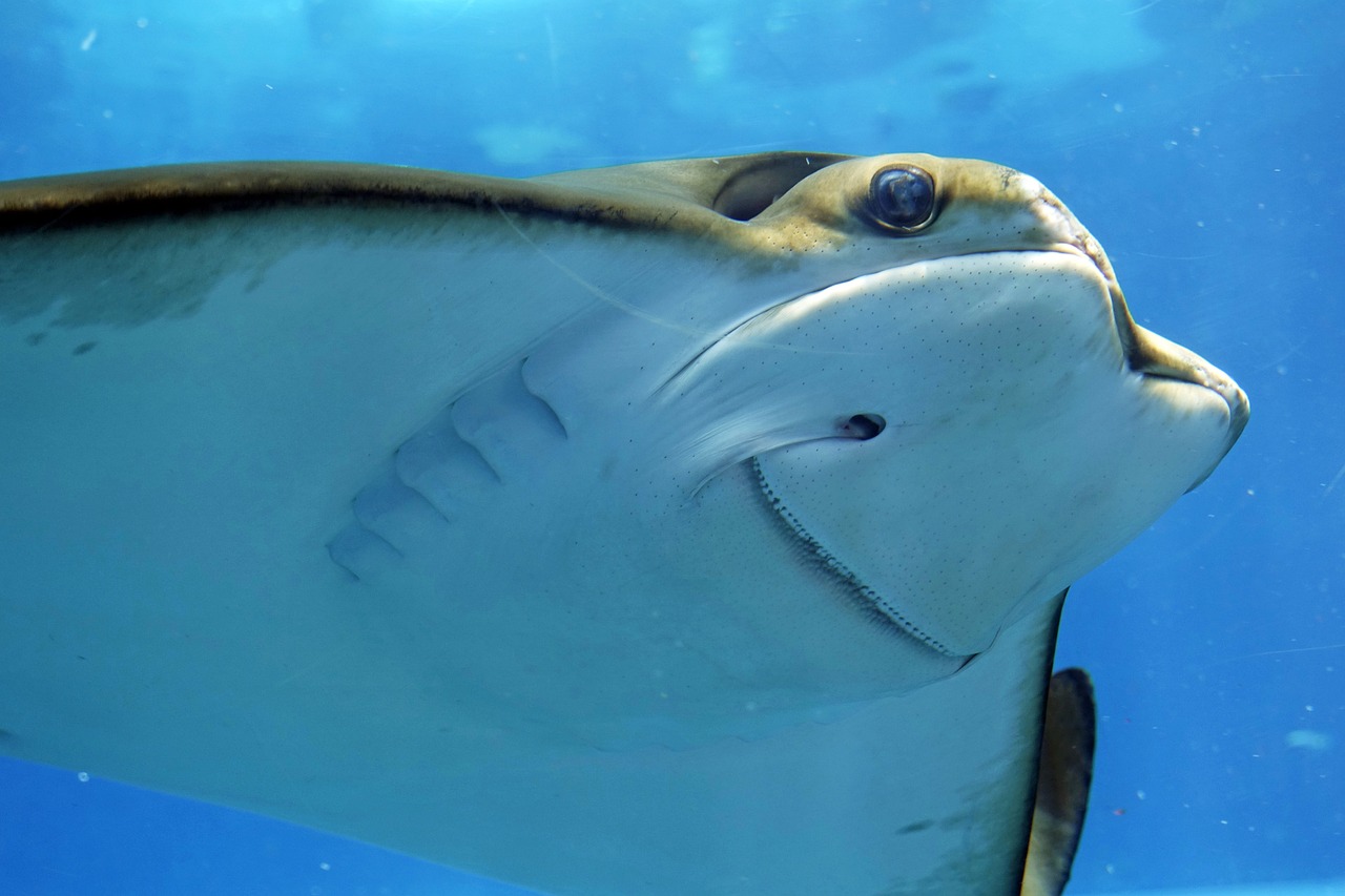 龙华海贝金点水族馆：探秘神奇的海底世界 全国水族馆企业名录 第2张