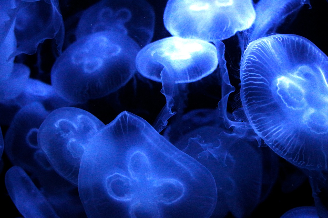 多伦县信诚水族馆：探索海洋世界的奇妙之旅 全国水族馆企业名录 第2张