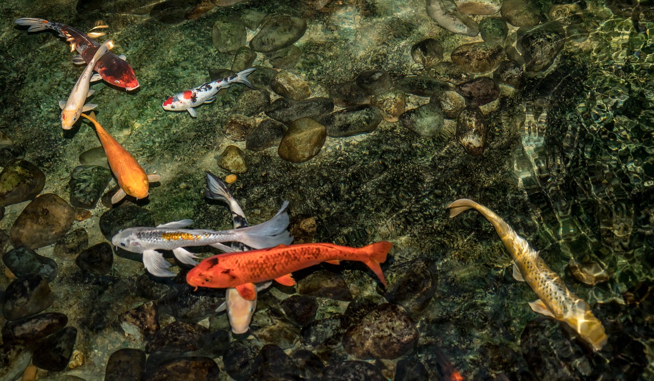 庆阳锦鲤池维护（锦鲤池建设） 祥龙水族护理水 第2张