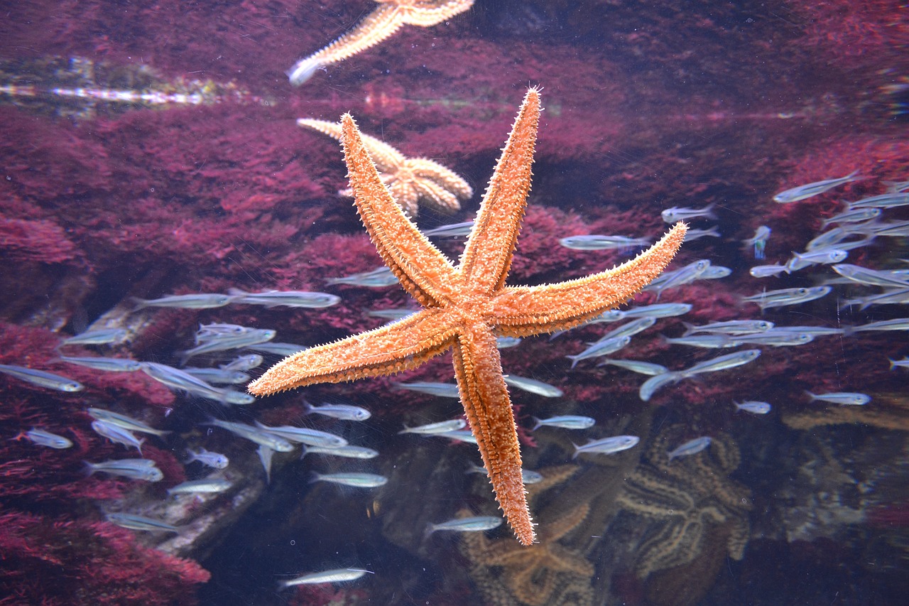 大武口区龙宫水族馆 （大武口区龙宫水族馆电话） 全国水族馆企业名录 第2张