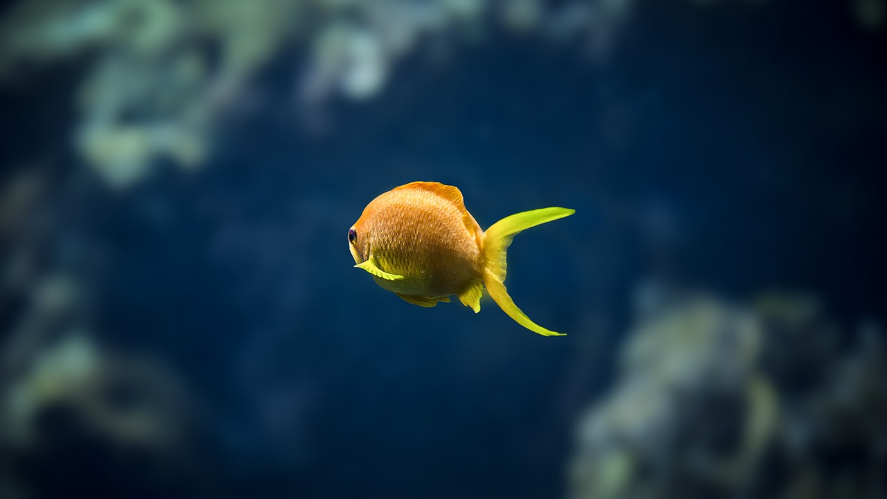 涞源县水木年华水族馆 （涞源县水木年华水族馆电话） 全国水族馆企业名录 第2张