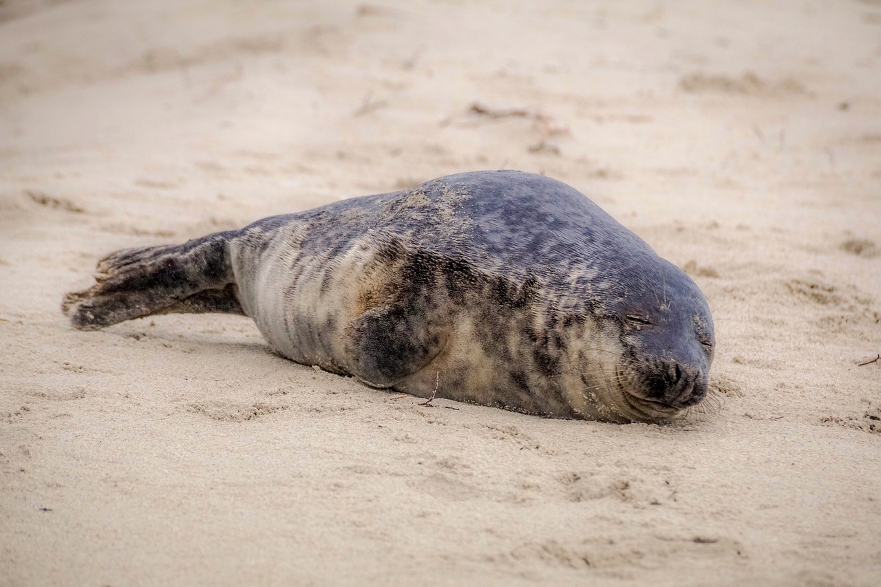 拜泉县森森水族馆  全国水族馆企业名录 第1张