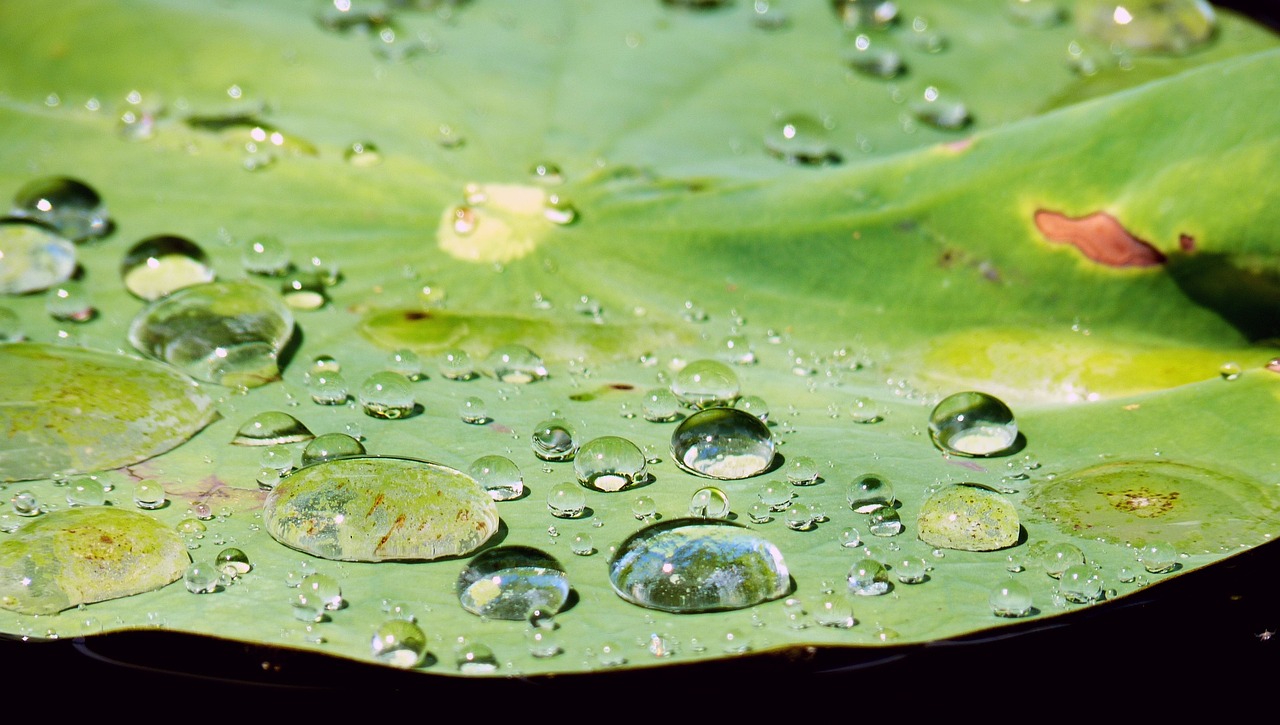 红腮高背水虎（高戟红鳃水虎） 虎鱼百科 第1张