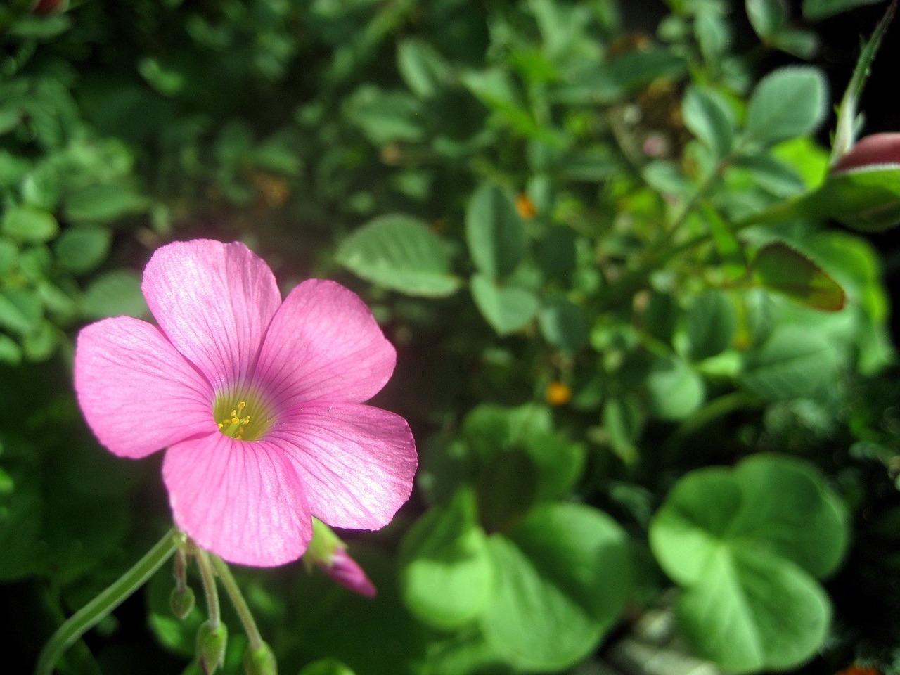 蜈蚣最怕什么植物（蜈蚣怕什么植物_） 广州龙鱼批发市场 第2张