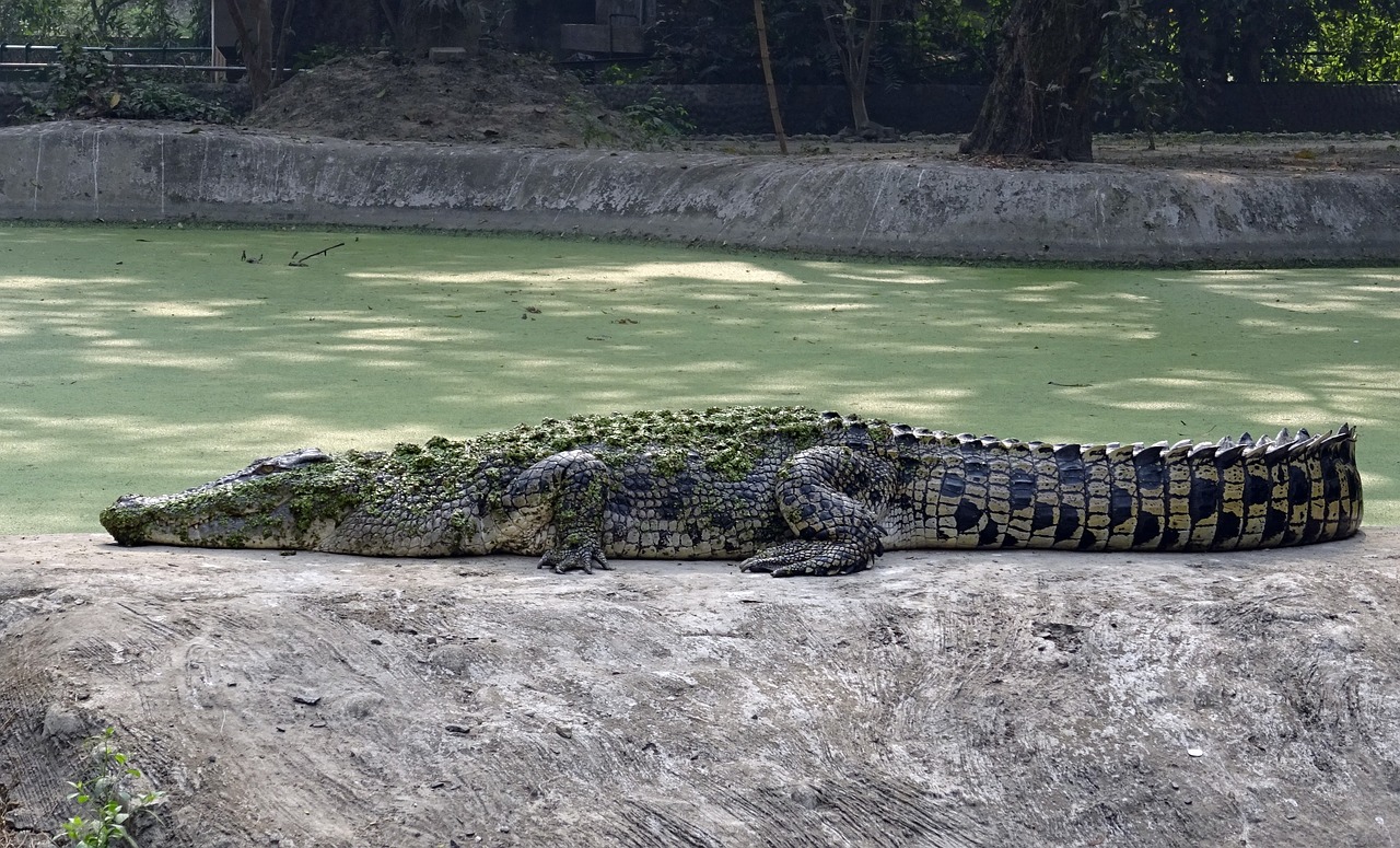 换完水龙鱼趴缸，换完水龙鱼浮水面什么问题 观赏鱼 第2张