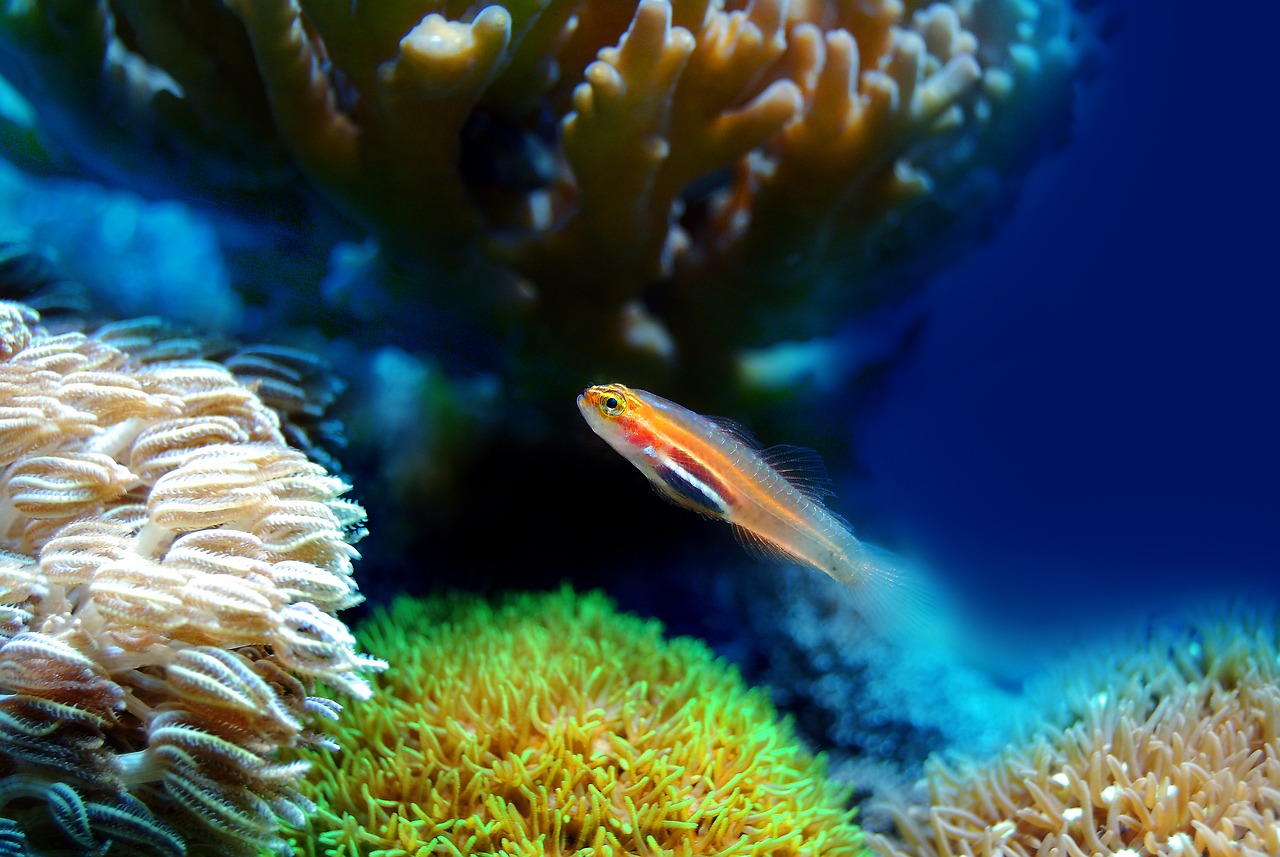 额济纳旗海底水族馆 （额济纳旗海底水族馆电话） 全国水族馆企业名录 第2张