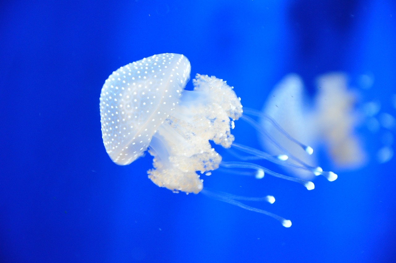 宜良县荣玲水族馆 （宜良县荣玲水族馆电话） 全国水族馆企业名录 第2张