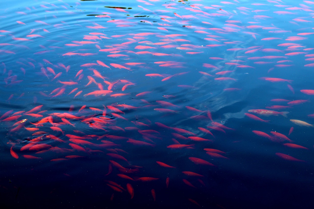 电白县水东镇鱼乐坊水族馆 （电白县水东镇鱼乐坊水族馆电话） 全国水族馆企业名录 第2张