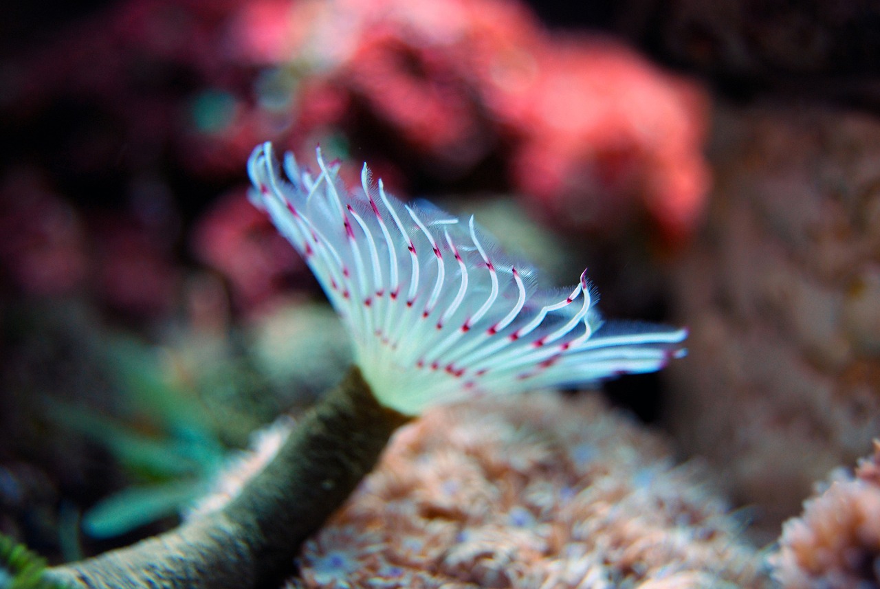 青岛水族批发市场有哪些？ （青岛水族批发市场有哪些地方）