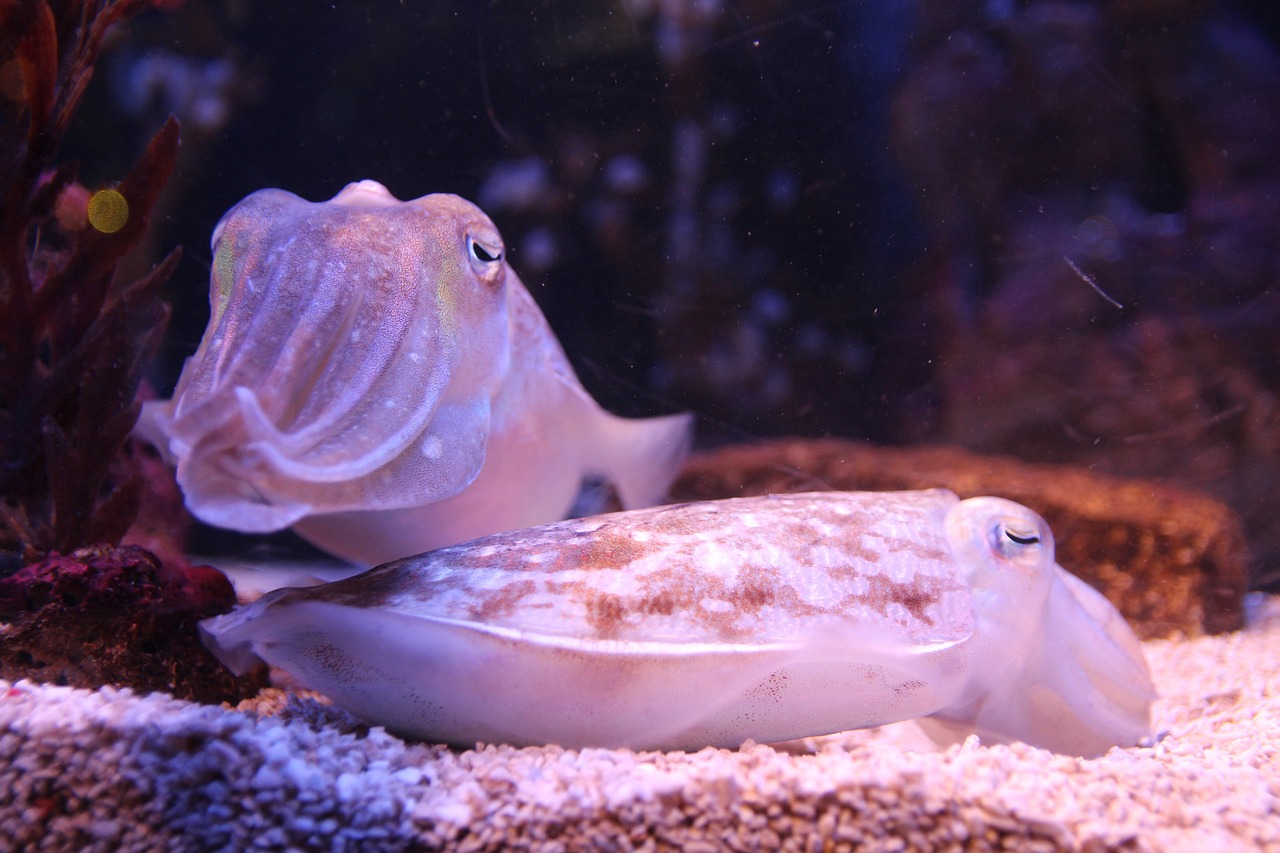 瑞丽市深蓝花卉水族馆 （瑞丽市深蓝花卉水族馆地址）