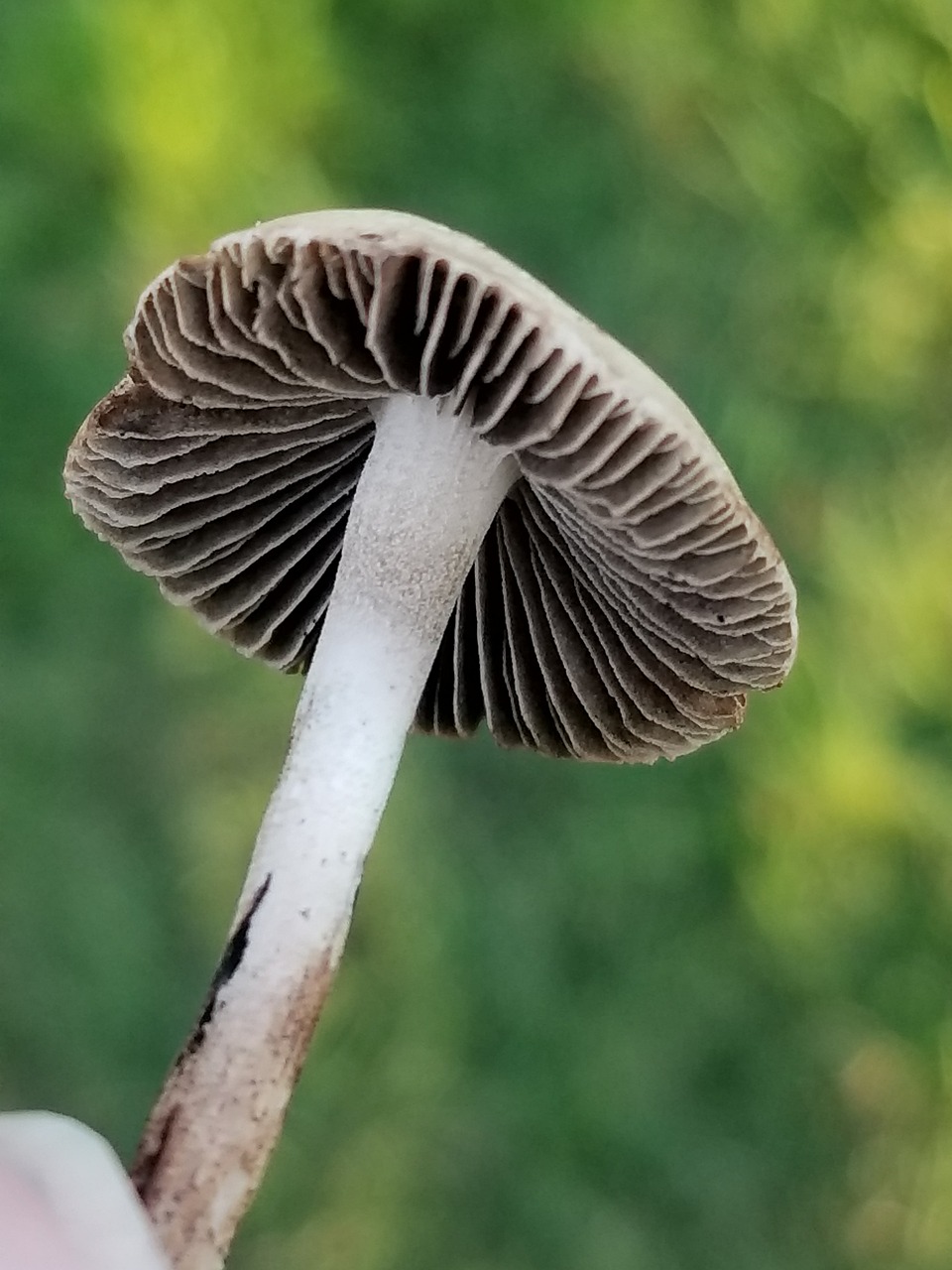 九间菠萝鱼能长多大（九间菠萝鱼寿命） 鱼粮鱼药 第2张