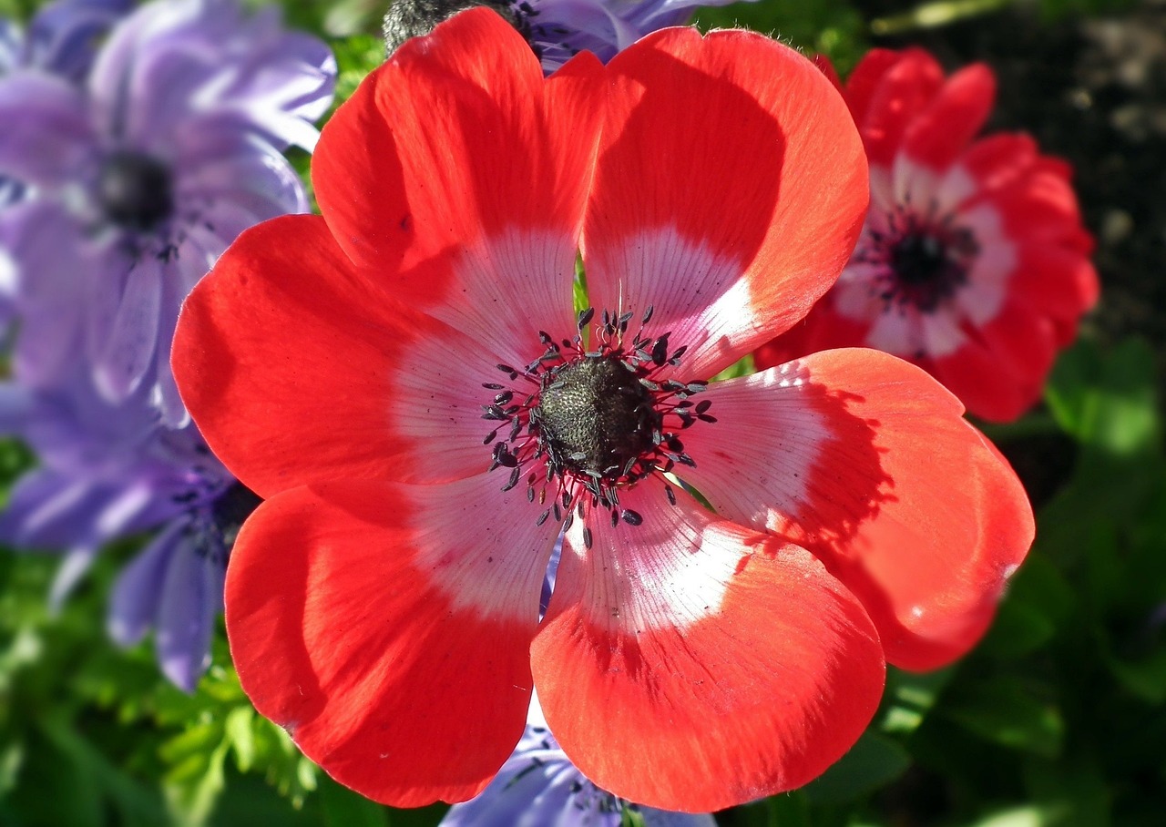 临夏州锦鲤池维护(锦鲤池设计与施工视频)