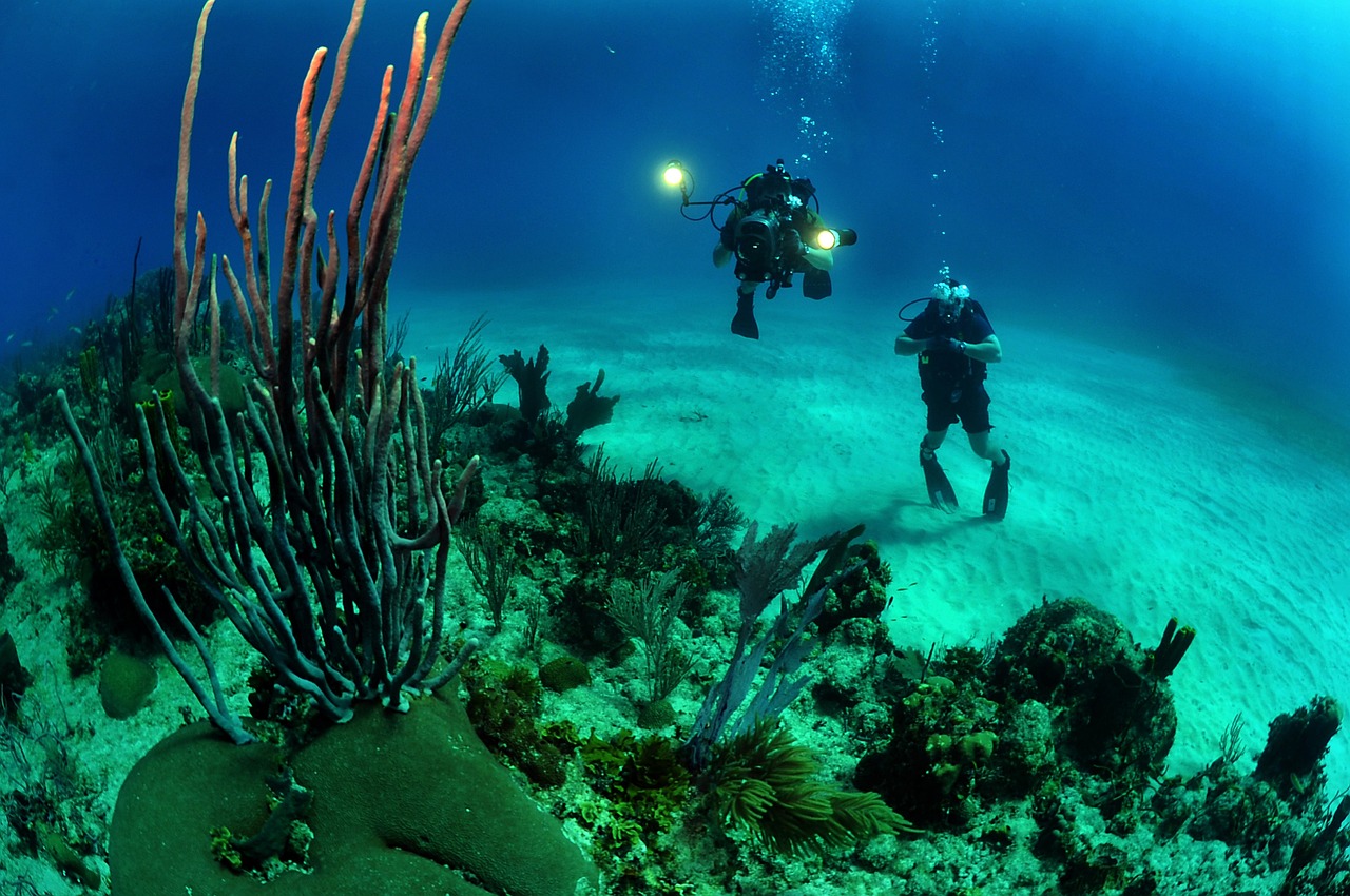 天津海水观赏鱼实体店地址查询，天津哪里有水族馆 观赏鱼 第1张