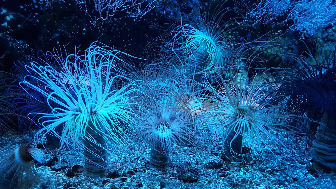 昆区亚马逊水族馆 （昆区亚马逊水族馆地址） 全国水族馆企业名录 第1张