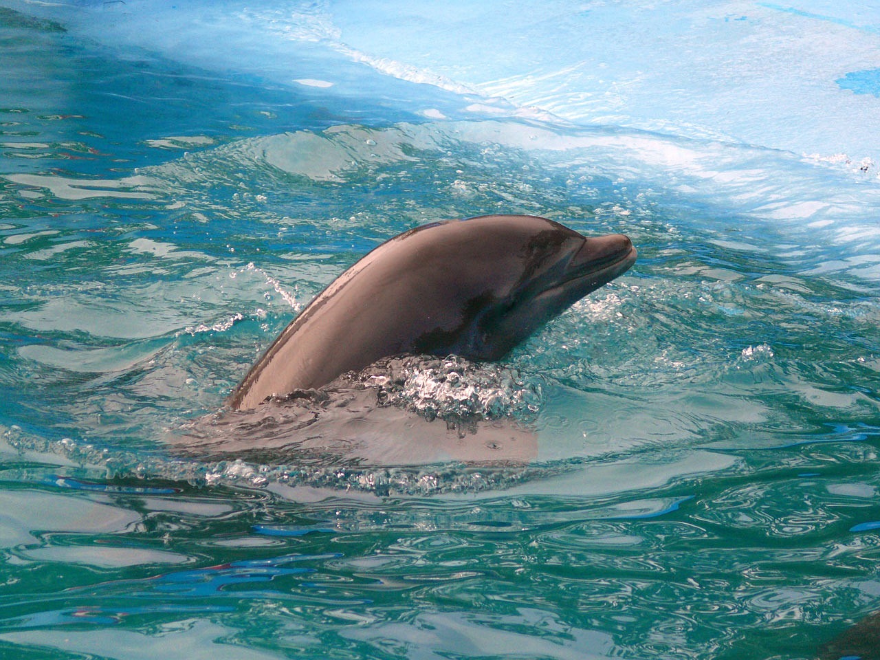 蒙自尚美生态水族馆 （蒙自尚美生态水族馆怎么样） 全国水族馆企业名录 第2张