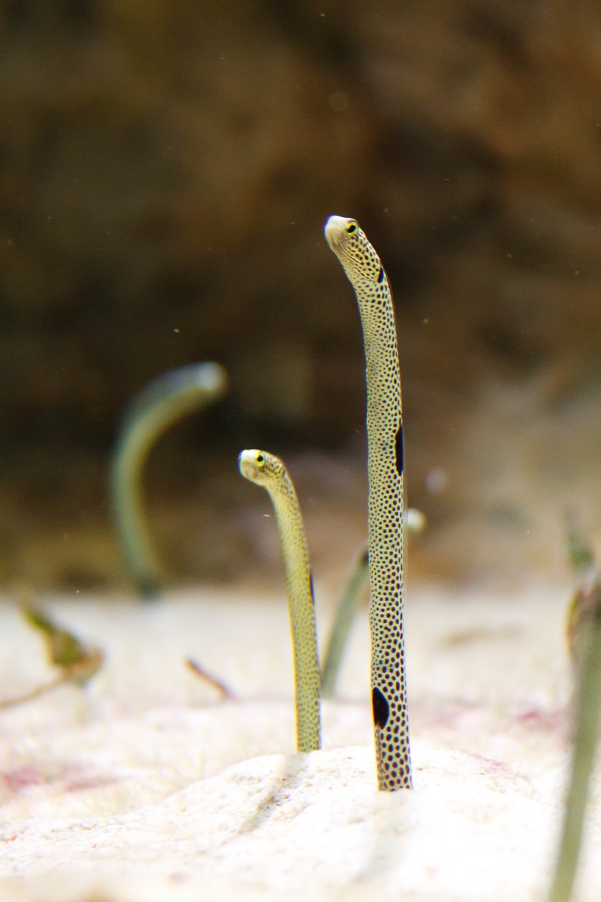 德克鱼缸佛山店在哪（佛山鱼缸水族器材招聘网） 黄金达摩鱼 第1张