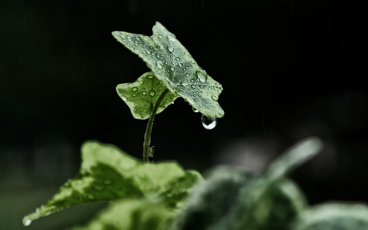 鱼缸水绿好不好（鱼缸水绿好不好养鱼） 一眉道人鱼苗 第2张