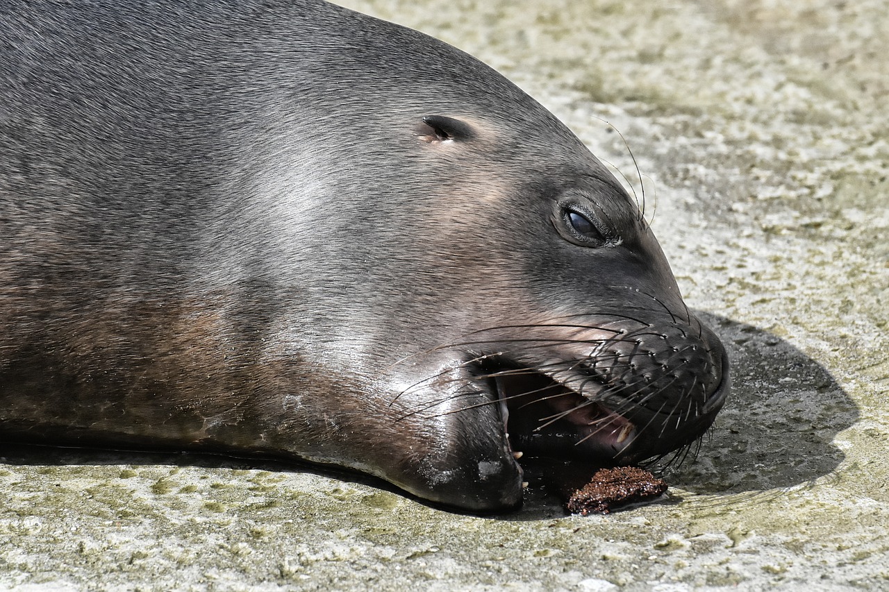 焉耆县汪洋水族馆（焉耆县汪洋水族馆电话） 全国水族馆企业名录 第2张