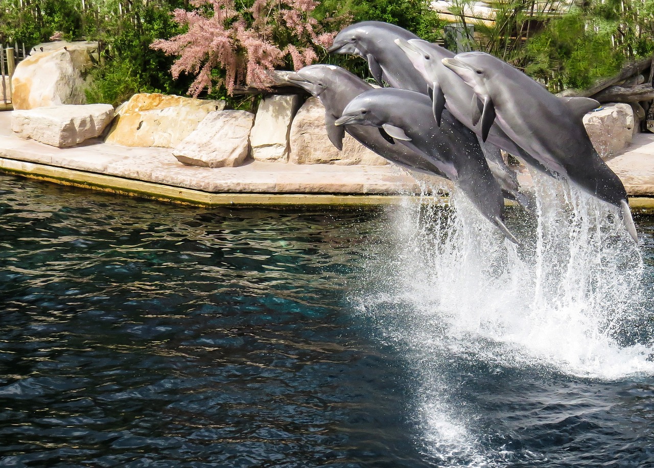 松山区龙鑫水族馆（松山区龙鑫水族馆地址）