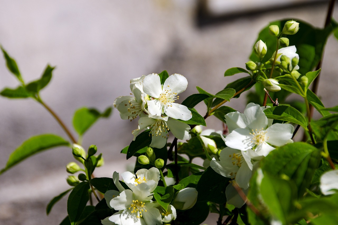 蓝茉莉花（蓝茉莉花怎么养）