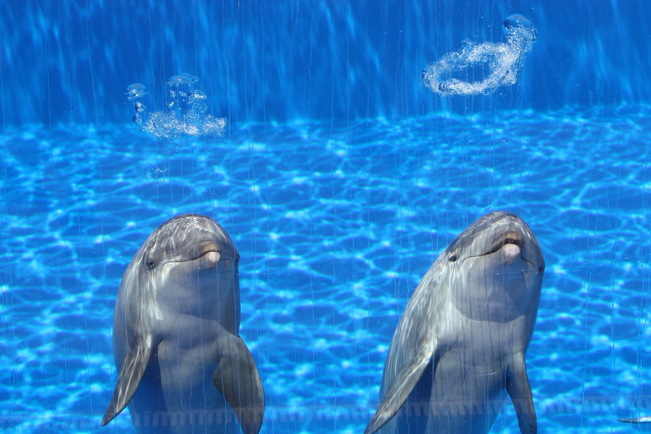 维西年年有鱼水族馆