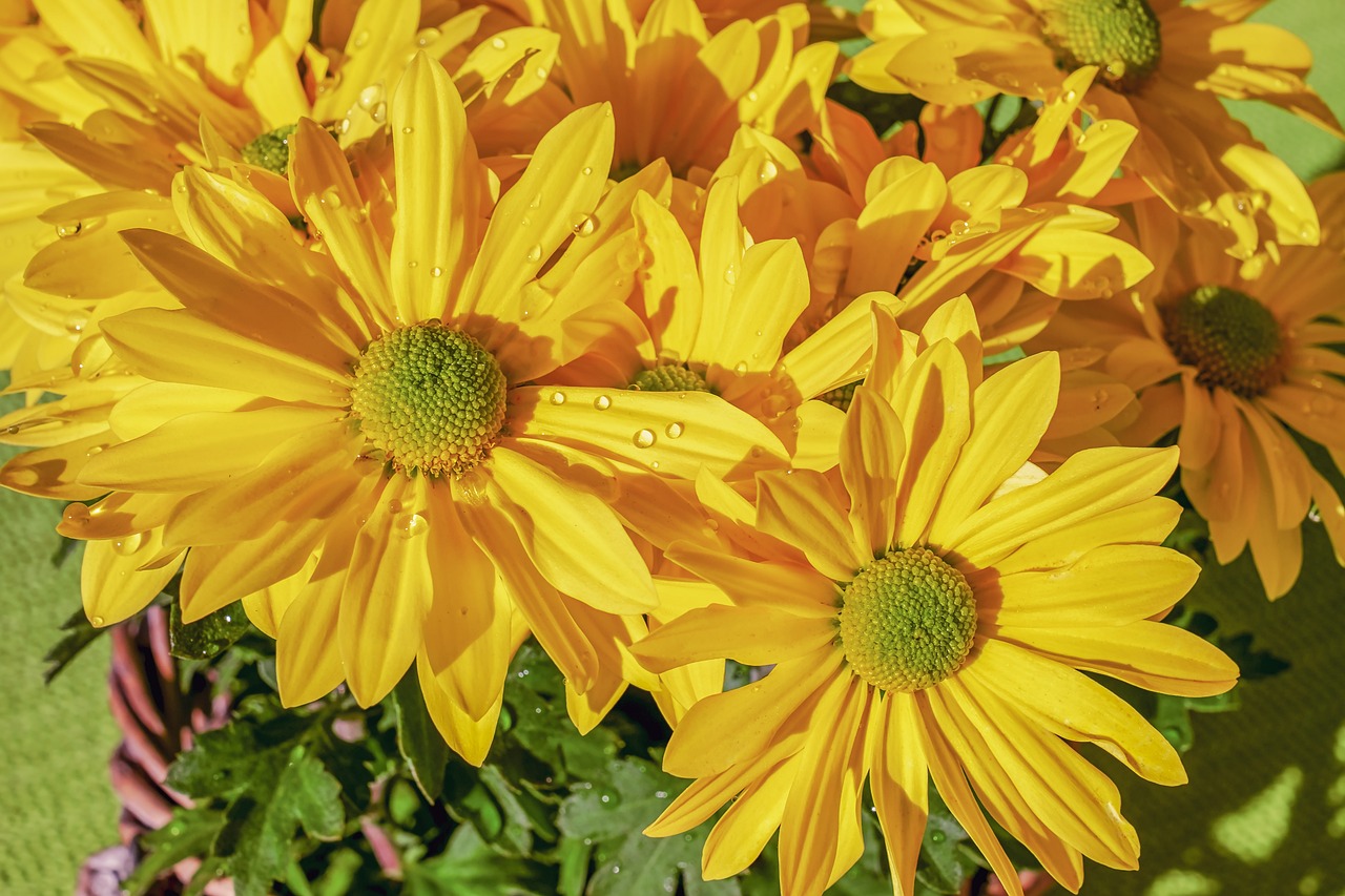 巴林右旗静花缘花卉店（巴林右旗静花缘花卉店电话） 全国水族馆企业名录 第4张