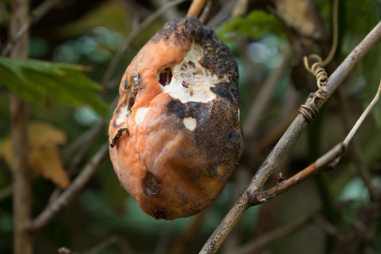 鳄雀鳝的鱼卵可以吃吗？，“怪鱼”鳄雀鳝的鱼卵可以吃吗鳄雀鳝的鱼卵可以吃吗